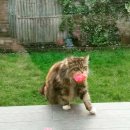 낭만고양이 이미지