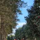 매실향기 | 해남 보해매실농원 매화 개화 상황 3월 25일 방문 솔직 후기