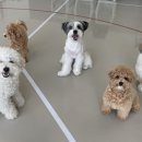 강아지클럽 이미지