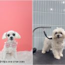 멍뭉이발소 이미지