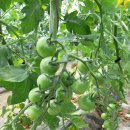 6.15 농장 이미지