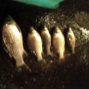 갑천주유소 이미지