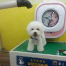 사랑해줄개 애견샵 이미지