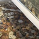 동찬한우 | 육해공을 한번에 맛볼 수 있는동탄고기집 가성비 좋은 냉삼맛집 제주꽃돈 솔직후기