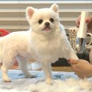 순심이 애견미용 이미지