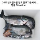 2015년 8월 9일 벵에돔 기록 달성 이미지