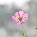 우리;꽃 이미지
