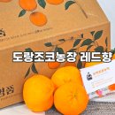 이상만농장 | 제주레드향 맛집 도랑조코농장 선물용으로 좋은 고당도 레드향