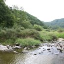 섬강재첩 네이버블로그