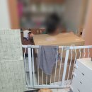 Pro켄넬 | 페페 펫드라이룸 내돈내산 DR-300PRO 후기