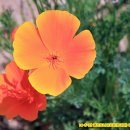 캘리포니아 양귀비(California Poppy) 이미지