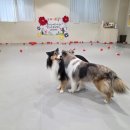 리본반려견 유치원 이미지