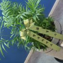 화정봄약국 이미지