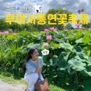 서동중학교 | 부여서동연꽃축제 주차장 궁남지 야경 여행 가수 공연 후기