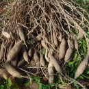 천문동 농장 이미지