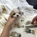 레드앤화이트독 이미지