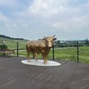 웰빙여행 | 서산한우목장 웰빙산책로 여행 후기｜탁 트인 초원에서 즐기는 힐링 산책🌱