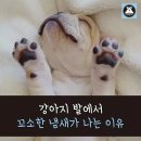 꼬순내 이미지