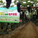 천풍농장 이미지