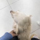 갈매독 애견유치원 | 수원애견유치원 호텔링 - 아우어독 , 강추 후기🐾