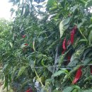 풍성한농장 이미지