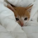 9월의 소원 동물병원 이미지