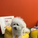멍품유치원 | [부산/정관] 정관 애견 미용 귀엽다멍 비숑 프리제 빡숑 후기