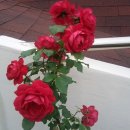 횃불농장 이미지