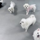 망원견 애견유치원&애견호텔 이미지