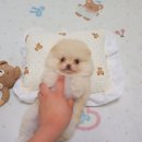 멍앤냥 강아지고양이 안양점 | 따스한날 강아지와 함께 강아지분양 멍앤냥 안양점