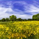 삼락생태공원 이미지