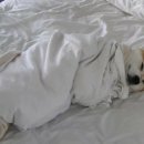 룰루랄라 이미지