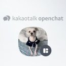 뽀송 애견미용 이미지