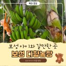 그림농장 | 전남 보성 아이랑 가볼 만한 곳 "보성 다향농장" 바나나 정글탐험 체험 후기