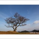 충청수영성 Daum카페