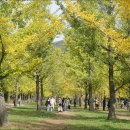 은행나무 이미지