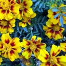 선자 농장 이미지