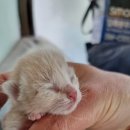 금고양이 이미지