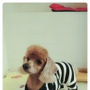 365신원당동물병원