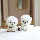 화이트켄넬(white-kennel) 네이버블로그