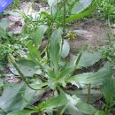 ◈ 질긴 잡초 질경이 Durable Plantain 이미지
