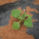 남중농장 이미지