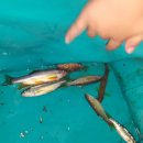 산내들 펜션 이미지