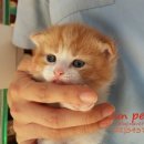 JUN PET(준펫) 이미지