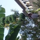 초월농장(2) 이미지