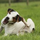 라온 반려 동물병원 이미지