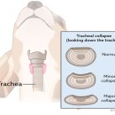 울산에스동물메디컬센터 이미지