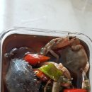 은정갈치