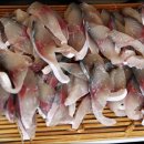 모슬포고등어 이미지