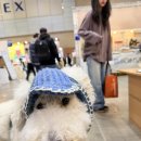 (주)네시삼십삼분 | 2025 일산 메가주 하반기 펫페어 첫날 대형견 다녀온 후기 주차정보